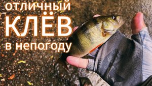 #58 ОТЛИЧНЫЙ Клёв! В дождливый вечер | #мормышинг #стритфишинг #nanojig