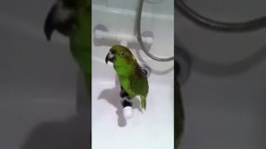 Крокодилы, бегемоты и зелёный попугай!