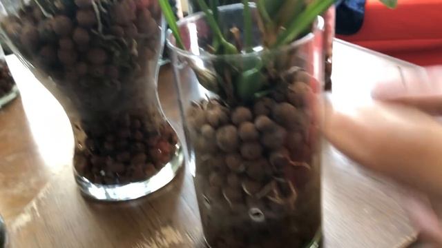 June 2018 Orchid Collection Update: Semi-Hydroponics смотреть онлайн