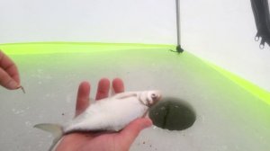 Зимняя рыбалка на БВХ в Соломино