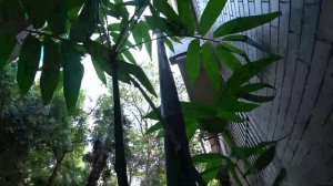 # 16 Как растёт бамбук