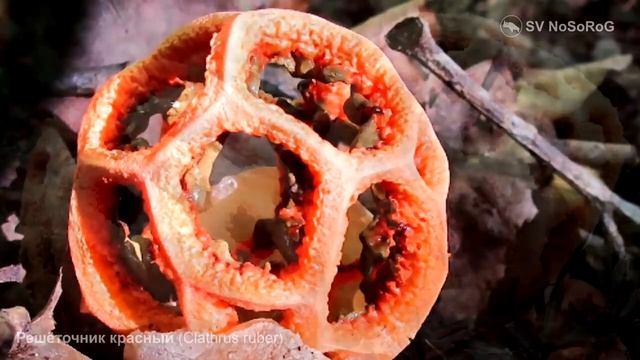 ТОП - 5 САМЫЕ КРАСИВЫЕ ГРИБЫ смотреть онлайн