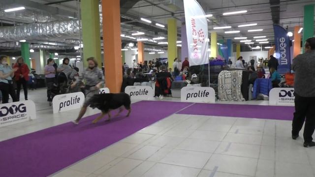 Оптимист Фреди смотреть онлайн