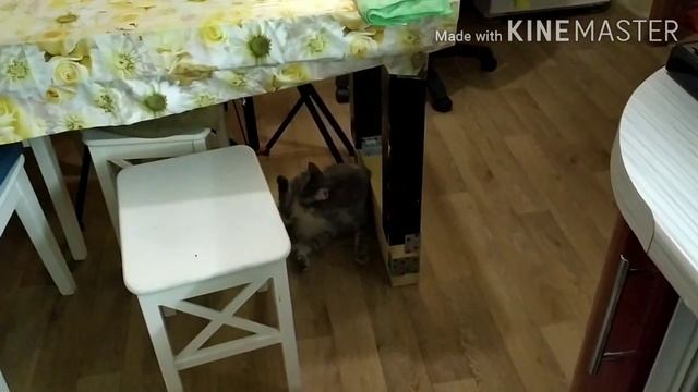 Маааленький обзор нашей кухни! Полезные кухонные штучки! Маг Алексей Акопян! И другие болталки! смотреть онлайн