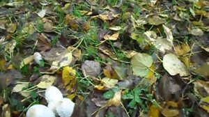 Гриб навозник белый-французский деликатес.