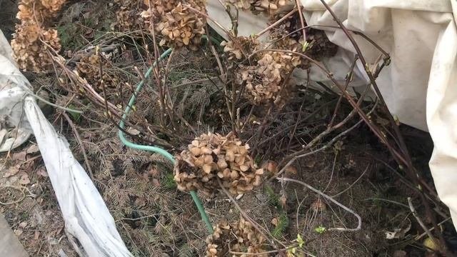 Крупнолистная гортензия перезимовала отлично / открываю укрытие
