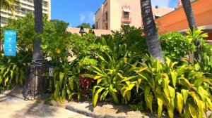 Пляж Вайкики в Гонолулу Гавайи 2023 / Waikiki Beach in Honolulu Hawaii 2023