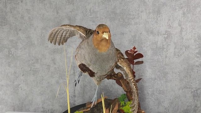 изготовление охотничьего трофея серая куропатка с ландшафтом #taxidermy #bird #hunt #охота #birds