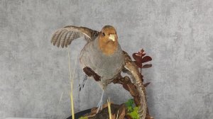 изготовление охотничьего трофея серая куропатка с ландшафтом #taxidermy #bird #hunt #охота #birds