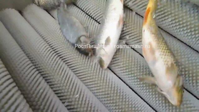 Машины щеточная для очистки и мойки рыбы от РостПищМаш