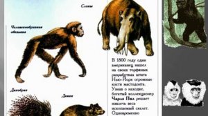 Презентация Периоды Кайнозойской эры