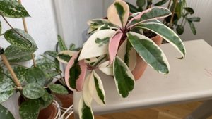Hoya Carnosa Suzie Q- вытеснила из коллекции H.carnosa Krimsin queen