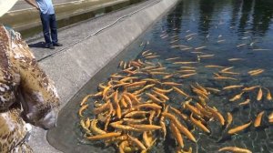 Золотая рыбка. Янтарная форель.