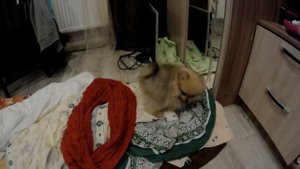 Померанский Шпиц - первое знакомство (карликовый шпиц - немецкий цвергшпиц)