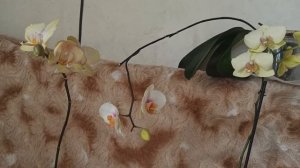 Три похожие, но такие разные. Орхидеи фаленопсис сорта Anthura Malmo , Eye Catcher , Summer Bright.