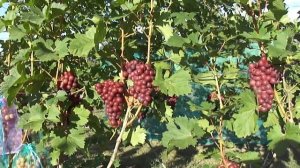 Гибридная форма винограда Пёстрый Гусева С.Э. в Воронеже.