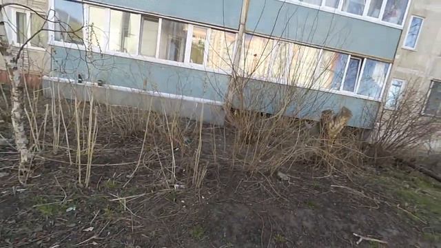 VLOG: КУПИЛИ КАРТУ ПАМЯТИ! УБЕЖАЛ КОТ! смотреть онлайн