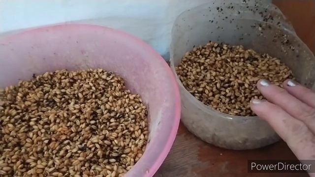 влияет ли зима❄ на яйценоскость? кур?? что сделать чтобы куры неслись зимой?моя деревня