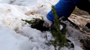 Хотите сохранить живую ель Коника в контейнере до весны