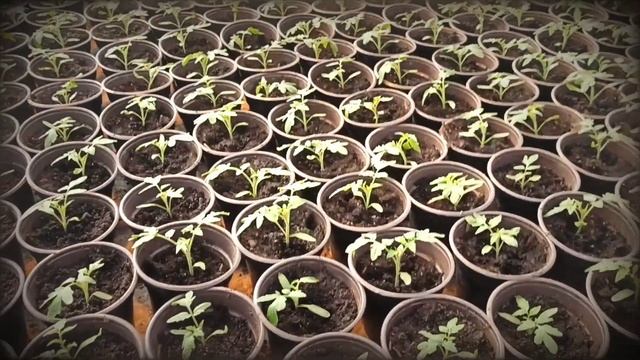 Первый полив томата после пикировки