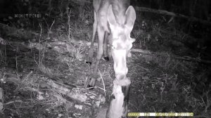 ЗАЛП НОЧНОЙ ФУРИИ. КАК ЭТО УСТРОЕНО. БИОЛОГИЯ ДРАКОНОВ. 13+