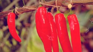 красный перец молотый польза, красный острый перец польза и вред, красный перец для похудения,