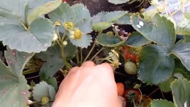 Лучшие сорта ремонтантной клубники
