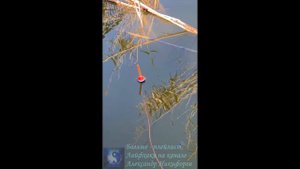 Рыбалка. Подсекай уже.