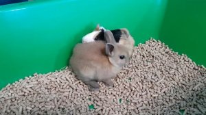 ПОДАРОК для Хомки КУКИ. Кролик БАФФИ знакомство. Детский канал Галчата ТВ