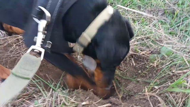 ⚡Рубик⚡ роет зубами нору ягдтерьер 7 месяцев jagdterrier на природе Одесса