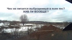 Пес из поля