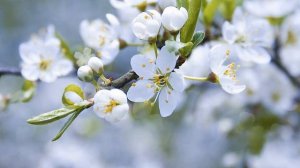 ФУТАЖ ВЕСНА ЦВЕТУЩАЯ ВЕТКА ВИШНИ