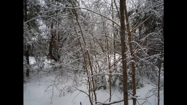 Установка петель на зайца или прогулка по лесу. смотреть онлайн