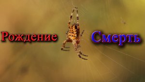 Жизнь пауков от рождения до смерти. Фауна Беларуси / Микропланета