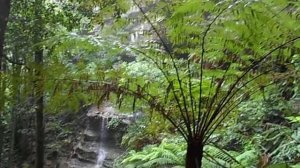 Дождливые леса Австралии