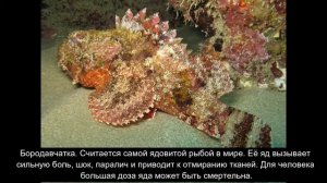 Топ 10 самых опасных рыб в мире