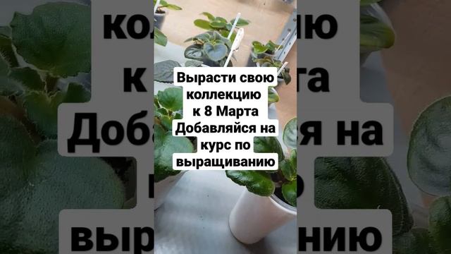 Растим фиалки к 8 Марта