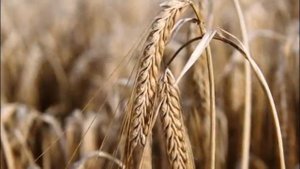 Жито. Иван Купала