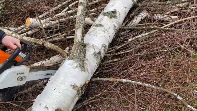 КАК ПИЛИТЬ БЕРЕЗУ смотреть онлайн