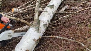 КАК ПИЛИТЬ БЕРЕЗУ