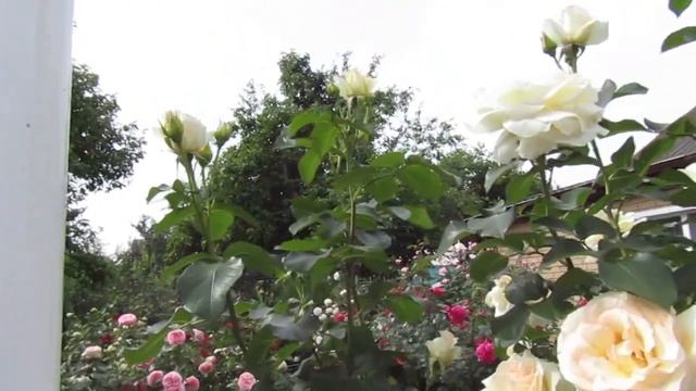 Мой Розовый Сад 2021г. "Шнеевальцер"-(плетистая роза) в моём саду. смотреть онлайн