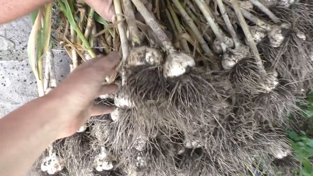 ☘ Время уборки чеснока: когда убирать зимний чеснок смотреть онлайн