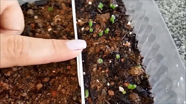 Update: Cacto Mammillaria prolifera, 34 dias смотреть онлайн