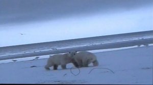 Белые медведи на мысе Шмидта