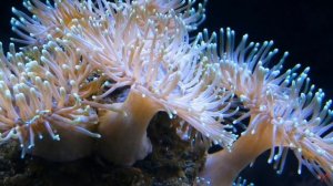 Актинии или морские цветы