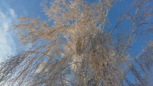 Кристаллическая изморозь на березе.