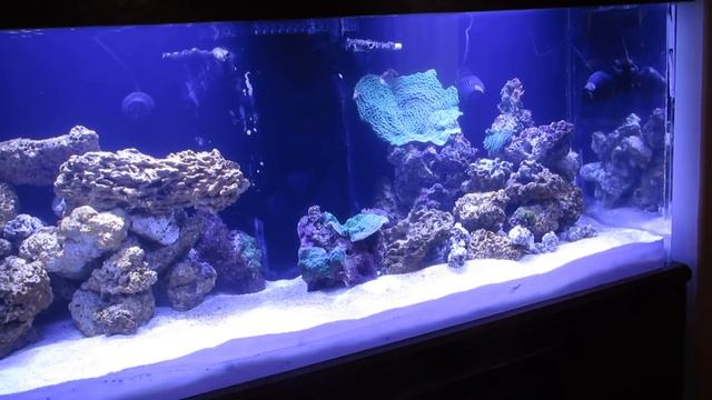 225 Gal Reef rebuild, Part-4, Bubble Magus Curve 9 Review смотреть онлайн