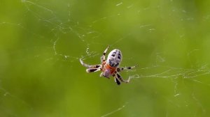 Солнечное утро. Музыка Сергея Чекалина. Sunny morning. Music by Sergei Chekalin.