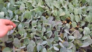 Обзор рассады капусты на продаж