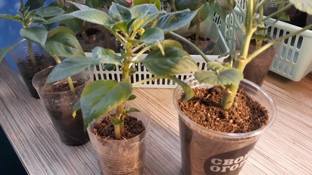 ЧЕРЕНКОВАНИЕ ФУКСИИ В ВОДЕ/ПРЕПАРАТЫ ОТ ПОЧВЕННЫХ МОШЕК И ВРЕДИТЕЛЕЙ РАСТЕНИЙ смотреть онлайн